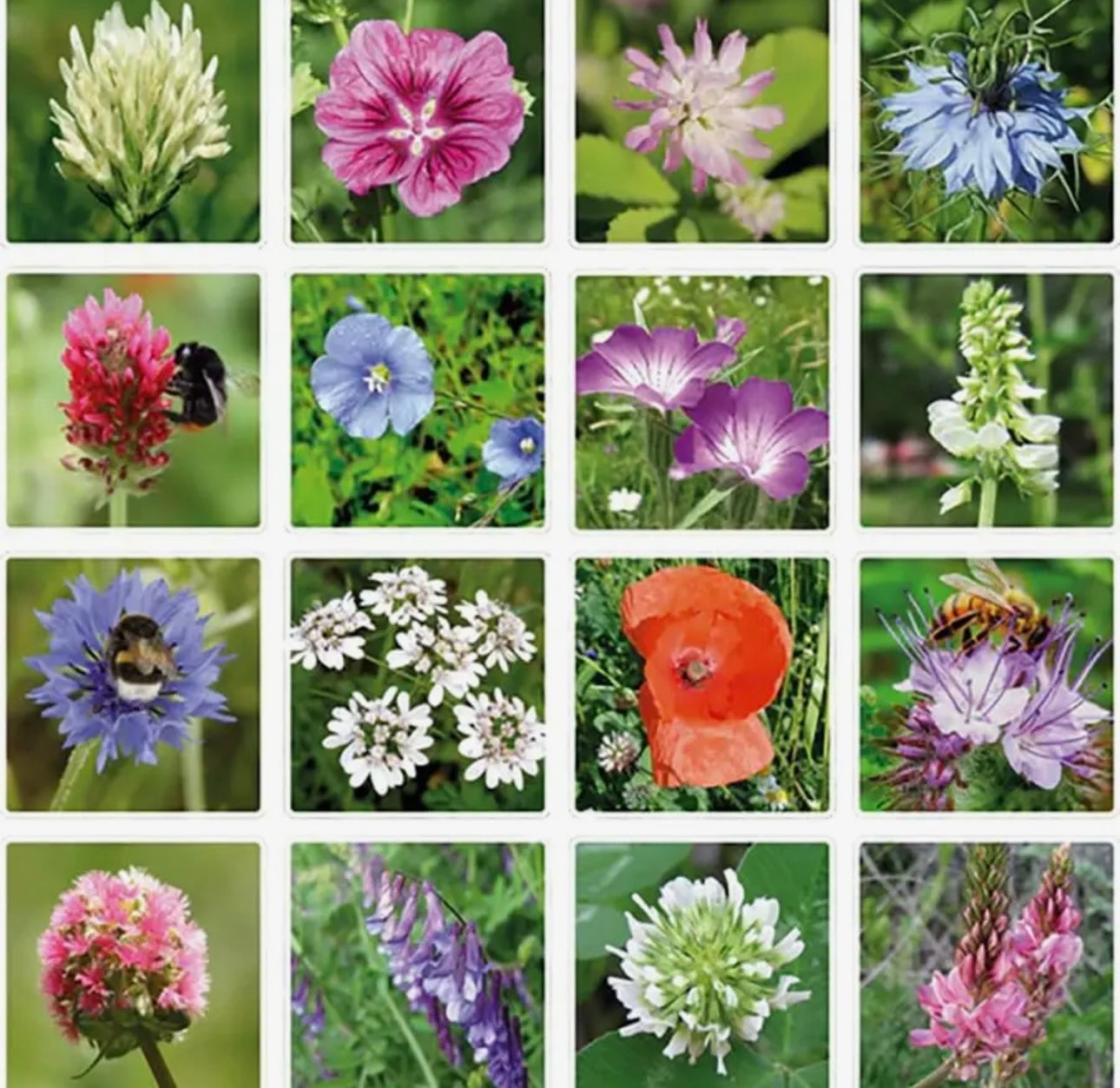 Flowers for You Wildflower Seed Bomb Gift Box