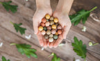 Wildflower Seed Bomb Gift Carton – “A Gift for You”