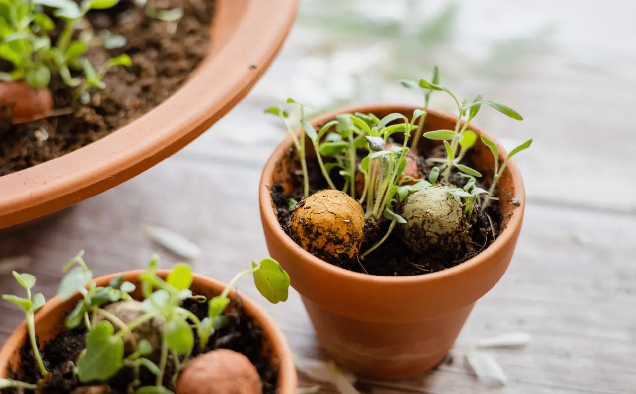 Wildflower Seed Bomb Gift Carton – “A Gift for You”